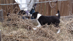 Reeses playing with Twizzler